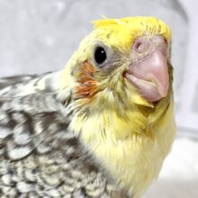 オカメインコ  パールパイド  🍨⋆✦