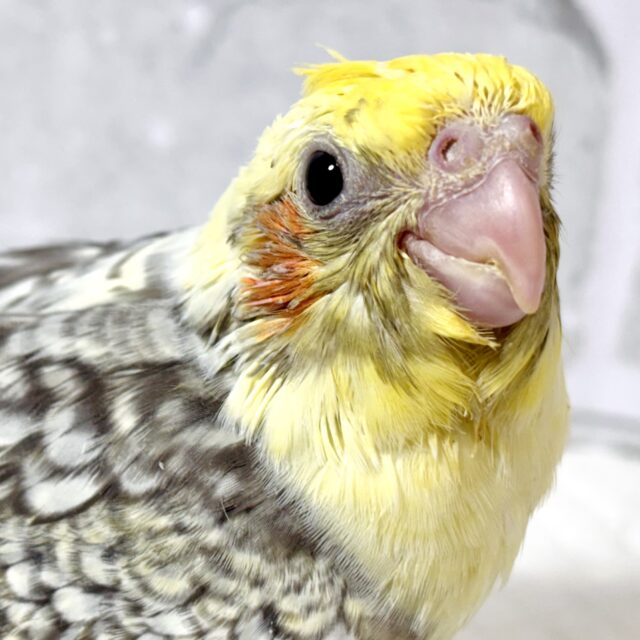 オカメインコ パールパイド 🍨⋆✦