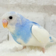 【最新画像更新🪄】青空に広がる綿雲ちゃん☁️セキセイインコ(パイド) ヒナ