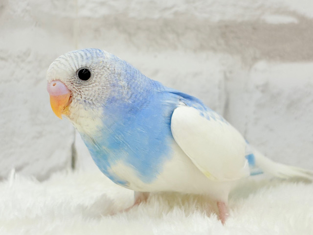 【最新画像更新🪄】青空に広がる綿雲ちゃん☁️セキセイインコ(パイド) ヒナ