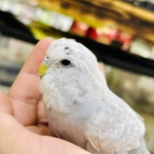 【最新画像更新☆☆】北海道のスターになれちゃうかな？？　ジャンボセキセイインコ