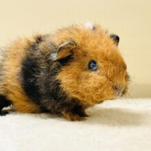 コロッケかな？クマさんかな？テディモルモットだよ（女の子）