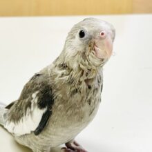 【最新画像】オシャレなモノトーンカラー🤍🖤オカメインコ(ホワイトフェイス)(ヒナ)