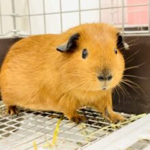 【最新画像】きゅるきゅるおめめがラブリー❤️ロシアンスモークモルモット（女の子）