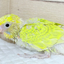 癒し効果は森林浴級🌳🫧セキセイインコ(スパングル) ヒナ