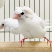 かわいい頭の梵天十姉妹さん💕