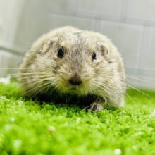 ぽよぽよわらび餅（●＾o＾●）　ステップレミング