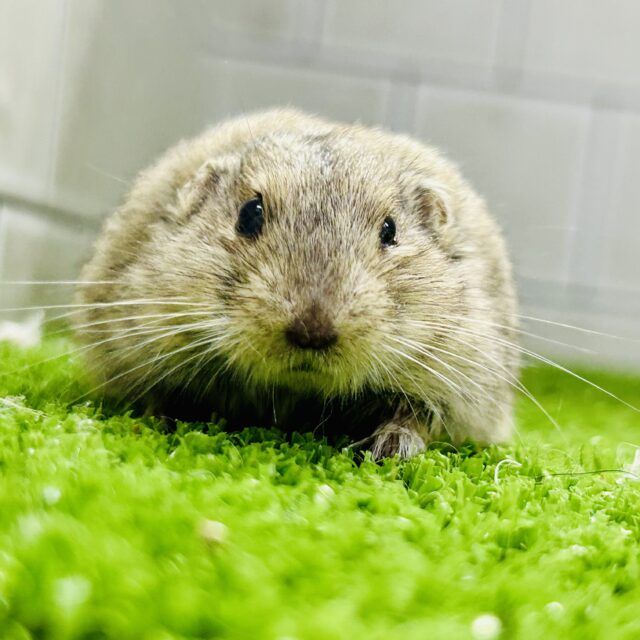 ぽよぽよわらび餅（●＾o＾●）　ステップレミング