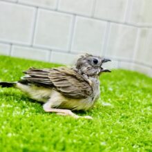 ニーニーミニバード🐣　キンカチョウ