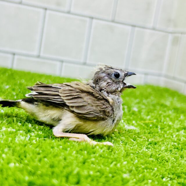 ニーニーミニバード🐣　キンカチョウ