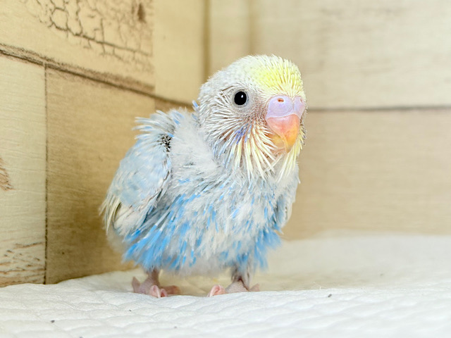 元気いっぱい‪☆ト〜ットコ〜走るよ🐾セキセイインコ(パステルレインボー) ヒナ