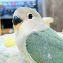 【最新画像】ふわふわ綿毛の天使ちゃん🪽コザクラインコ（ブルーチェリー）ヒナ