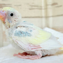 レモン香る🍋フレッシュスイーツ🧁セキセイインコ(パステルカラーレインボーパイド) ヒナ