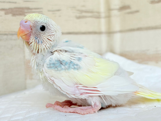 レモン香る🍋フレッシュスイーツ🧁セキセイインコ(パステルカラーレインボーパイド) ヒナ