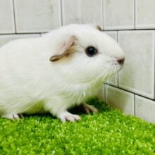 モクモク☁のスモーキーちゃん(*´ω｀)　ロシアンスモークモルモット