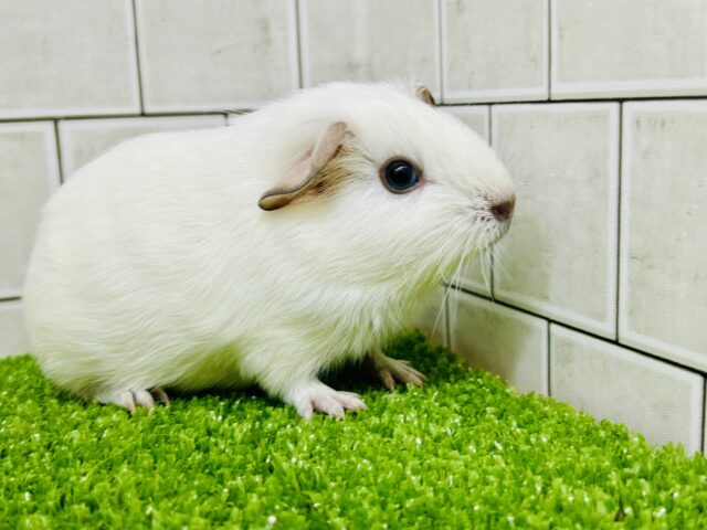 モクモク☁のスモーキーちゃん(*´ω｀)　ロシアンスモークモルモット