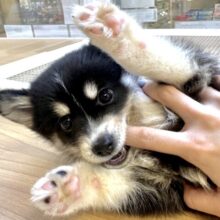 レア―！🐶★ポンスキーの赤ちゃん！女の子