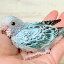 涼しげ🫧爽やかブルー🩵セキセイインコ(オパーリン) ヒナ