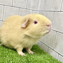 【最新画像更新☆☆】動画もあるよ♪　癒しのきなこモチ♬♪ベリーを添えて・・・　ロシアンモルモット