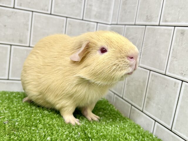 【最新画像更新☆☆】動画もあるよ♪　癒しのきなこモチ♬♪ベリーを添えて・・・　ロシアンモルモット