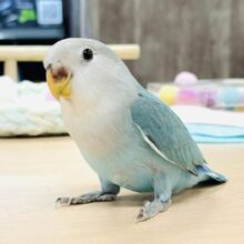 【最新画像】宝石のように深みあるカラー🍀📗コザクインコ(ダークターコイズグリーンバイオレット)(ヒナ)