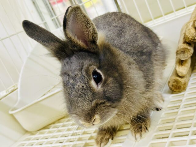 ［最新画像更新☆☆］モサモサ　視力はいくつですか～？？　ライオンラビット