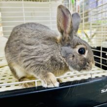 ［最新画像更新☆☆］もちもち優秀っコ☆☆　ネザーランドドワーフ