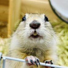 モチモチのプリチー姫✨　リチャードソンジリス