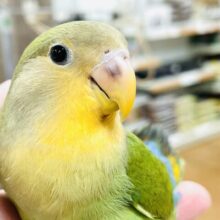 【最新画像】ニコニコ オレンジスマイル🧡コザクラインコ（オレンジフェイス）ヒナ