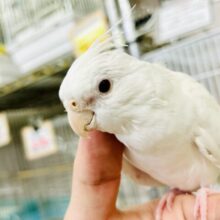 甘えん坊ＮＯ,１✨　きっとひとめぼれ♪♪　オカメインコ