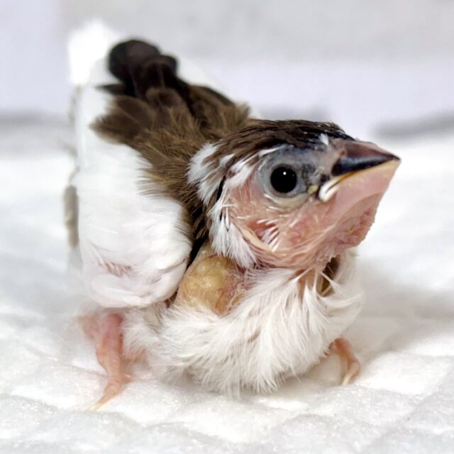 十姉妹 ヒナ 🤎·. ⟡ 🖤‪