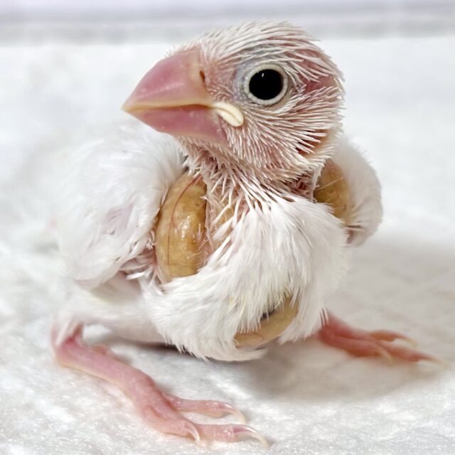 白文鳥 🪽🤍⟡.*🩷