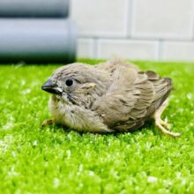 ファンタジーなミニチュアワールド？？　キンカチョウ