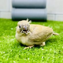 フォーんなカラーはお好きですか？？　キンカチョウ