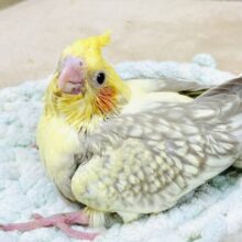 レースのような美しいパール模様💕オカメインコ（シナモンパールパイド）ヒナ