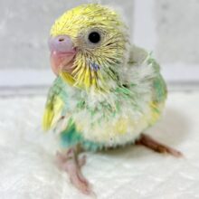 セキセイインコ  パステルレインボークリームパイド(エメラルド)  🍈🍨｡・:＋°･‎