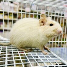 ちょこっとビターにネ♪♪　デグー