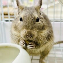 グイグイ甘ったれさん(*’ω’*)　デグー