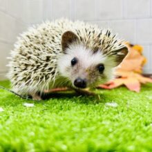 【最新画像更新☆☆】ツンツン栗ボディ🌰　ハリネズミ