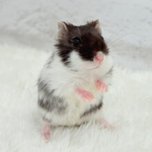 小さなシマウマちゃん🦓🫧マーブルハムスター(女の子)