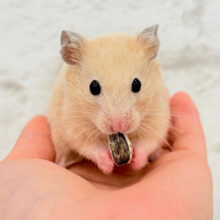 好奇心旺盛‪☆もぐもぐボーイ🐹🌻キンクマハムスター(男の子)