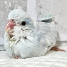 マメルリハ  ホワイトパイドライラック  男の子  ‎🤍💜💐*·̩͙𓈒𓂂𓏸