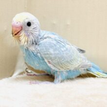元気いっぱい登場だよ！セキセイインコ（パステルレインボー）ヒナ