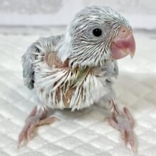 マメルリハ  EUダイリュートライラック  男の子  ‎🤍️🩵💜