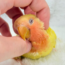 【最新画像更新🪄】フレッシュ🍊果汁たっぷり🫧コザクラインコ(ルチノー) ヒナ