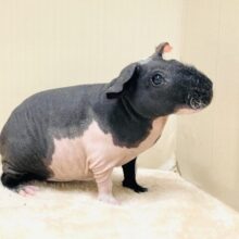 つるつるボディ💕スキニーギニアピッグくん（男の子）