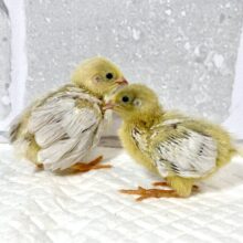 ヒメウズラ  ヒヨコ2羽  🐤🐤