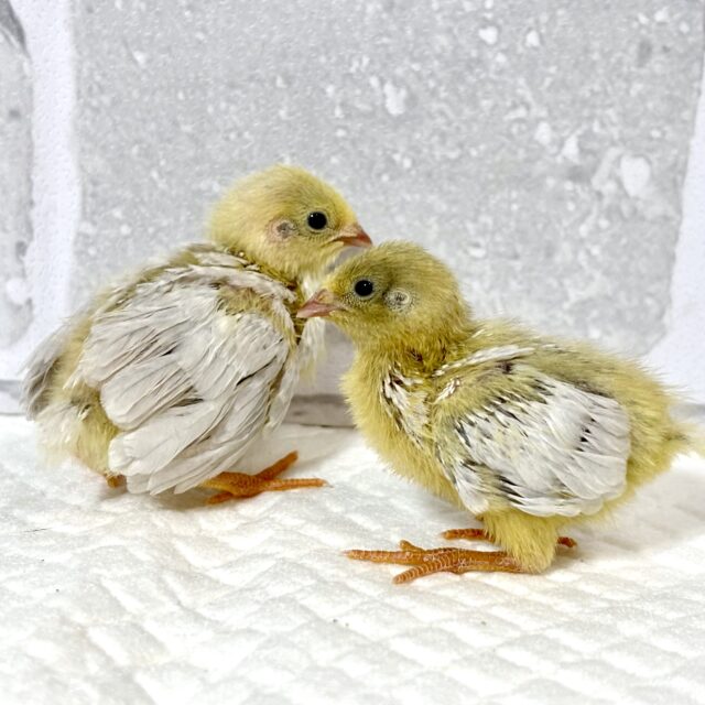 ヒメウズラ ヒヨコ2羽 🐤🐤