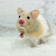 土遊びだいすき！！トリコロールハムスター(女の子)