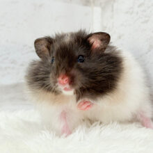 お昼寝だいすき♡もふふわ天使♡トリコロールハムスター(女の子)